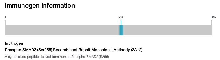 Phospho-SMAD2 (Ser255) Recombinant Rabbit Monoclonal Antibody (2A12)