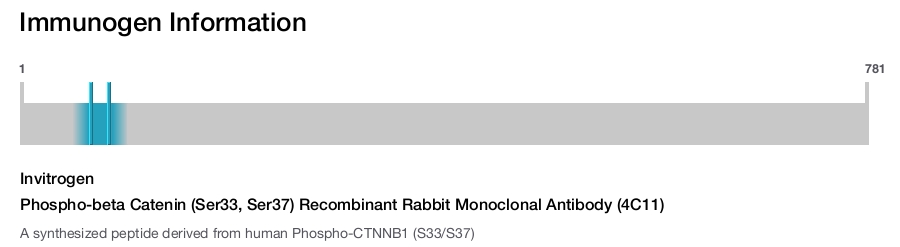 Phospho-beta Catenin (Ser33, Ser37) Recombinant Rabbit Monoclonal Antibody (4C11)