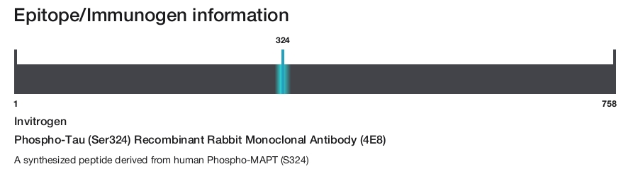 Phospho-Tau (Ser324) Recombinant Rabbit Monoclonal Antibody (4E8)