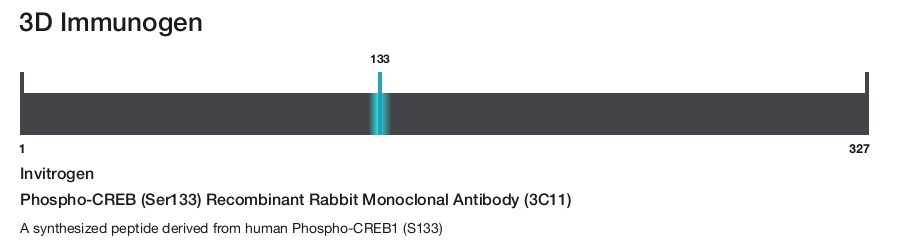 Phospho-CREB (Ser133) Recombinant Rabbit Monoclonal Antibody (3C11)