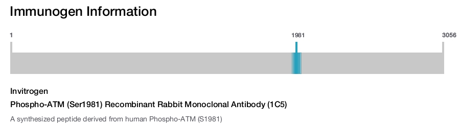 Phospho-ATM (Ser1981) Recombinant Rabbit Monoclonal Antibody (1C5)