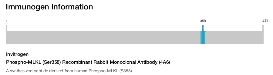 Phospho-MLKL (Ser358) Recombinant Rabbit Monoclonal Antibody (4A6)