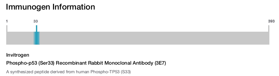 Phospho-p53 (Ser33) Recombinant Rabbit Monoclonal Antibody (3E7)