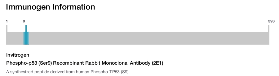 Phospho-p53 (Ser9) Recombinant Rabbit Monoclonal Antibody (2E1)