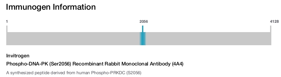 Phospho-DNA-PK (Ser2056) Recombinant Rabbit Monoclonal Antibody (4A4)