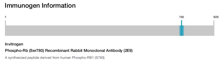 Phospho-Rb (Ser780) Recombinant Rabbit Monoclonal Antibody (2E9)