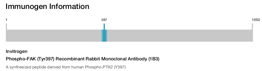 Phospho-FAK (Tyr397) Recombinant Rabbit Monoclonal Antibody (1B3)