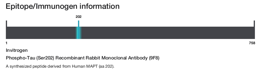 Phospho-Tau (Ser202) Recombinant Rabbit Monoclonal Antibody (9F8)