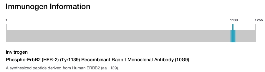 Phospho-ErbB2 (HER-2) (Tyr1139) Recombinant Rabbit Monoclonal Antibody (10G9)