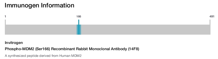 Phospho-MDM2 (Ser166) Recombinant Rabbit Monoclonal Antibody (14F8)