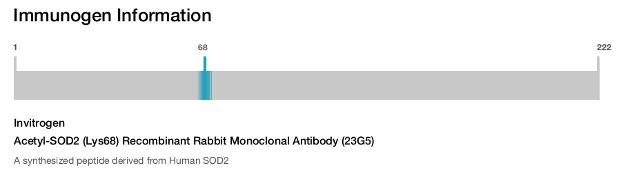 Acetyl-SOD2 (Lys68) Recombinant Rabbit Monoclonal Antibody (23G5)
