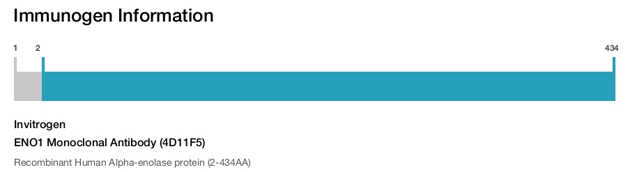 ENO1 Monoclonal Antibody (4D11F5)