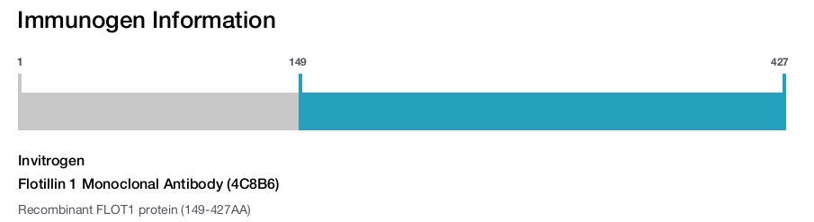 Flotillin 1 Monoclonal Antibody (4C8B6)