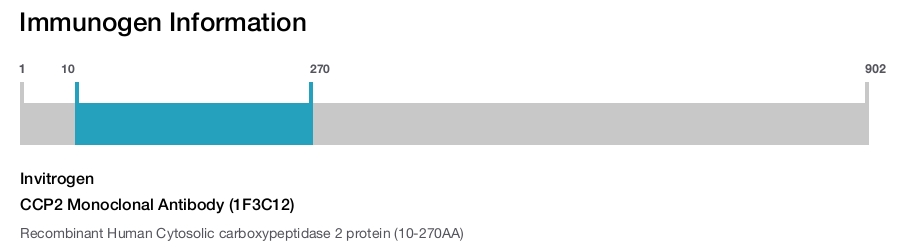 CCP2 Monoclonal Antibody (1F3C12)