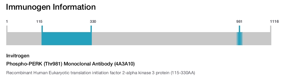 Phospho-PERK (Thr981) Monoclonal Antibody (4A3A10)