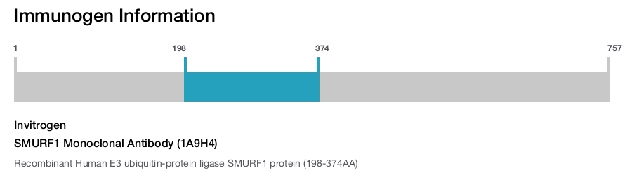 SMURF1 Monoclonal Antibody (1A9H4)