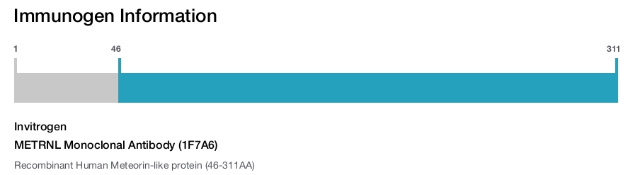 METRNL Monoclonal Antibody (1F7A6)