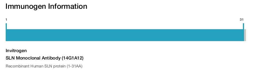 SLN Monoclonal Antibody (14G1A12)