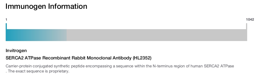 SERCA2 ATPase Recombinant Rabbit Monoclonal Antibody (HL2352)