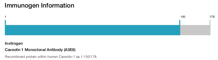 Caveolin 1 Monoclonal Antibody (A3E6)