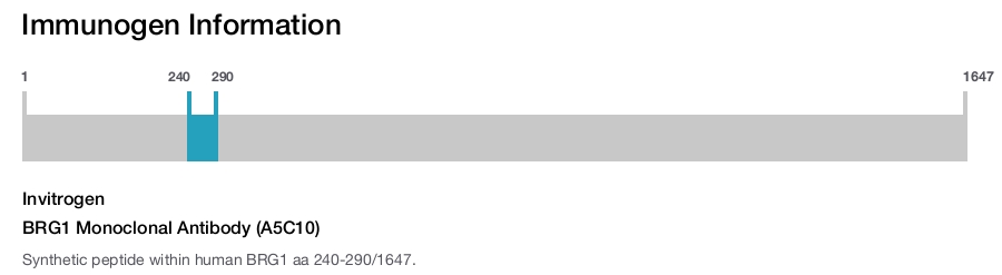 BRG1 Monoclonal Antibody (A5C10)