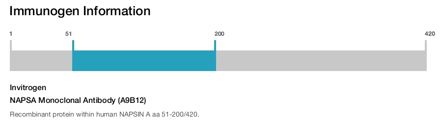 NAPSA Monoclonal Antibody (A9B12)