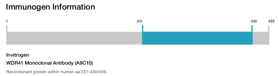 WDR41 Monoclonal Antibody (A9C10)