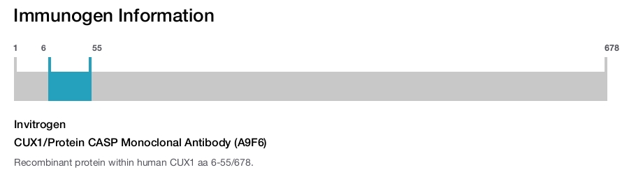 CUX1/Protein CASP Monoclonal Antibody (A9F6)