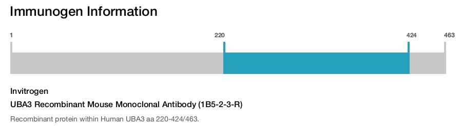 UBA3 Recombinant Mouse Monoclonal Antibody (1B5-2-3-R)