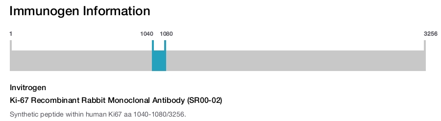 Ki-67 Recombinant Rabbit Monoclonal Antibody (SR00-02)