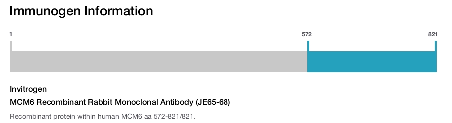 MCM6 Recombinant Rabbit Monoclonal Antibody (JE65-68)