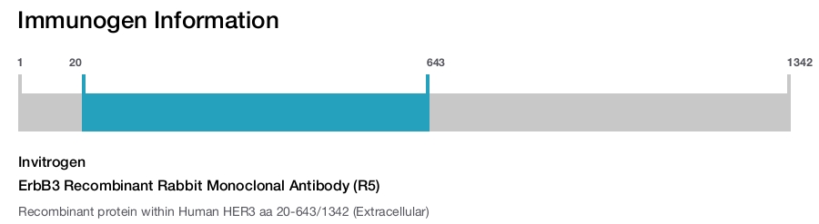ErbB3 Recombinant Rabbit Monoclonal Antibody (R5)