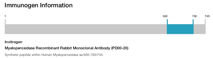 Myeloperoxidase Recombinant Rabbit Monoclonal Antibody (PD00-20)