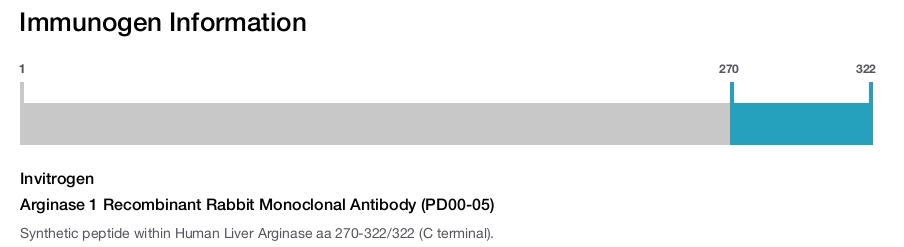 Arginase 1 Recombinant Rabbit Monoclonal Antibody (PD00-05)