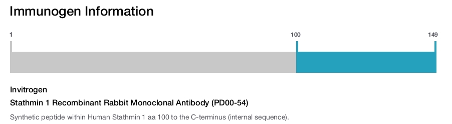 Stathmin 1 Recombinant Rabbit Monoclonal Antibody (PD00-54)
