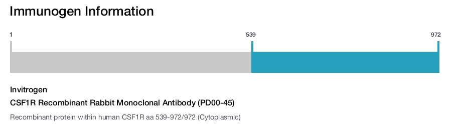 CSF1R Recombinant Rabbit Monoclonal Antibody (PD00-45)