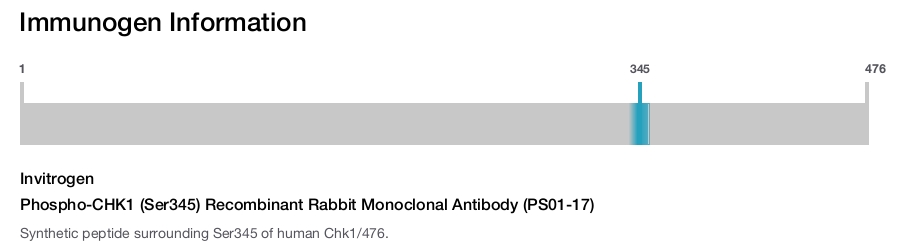 Phospho-CHK1 (Ser345) Recombinant Rabbit Monoclonal Antibody (PS01-17)