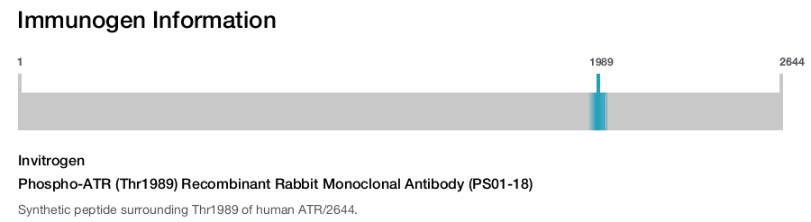 Phospho-ATR (Thr1989) Recombinant Rabbit Monoclonal Antibody (PS01-18)