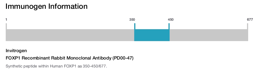 FOXP1 Recombinant Rabbit Monoclonal Antibody (PD00-47)
