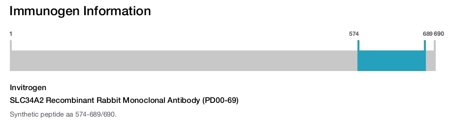 SLC34A2 Recombinant Rabbit Monoclonal Antibody (PD00-69)