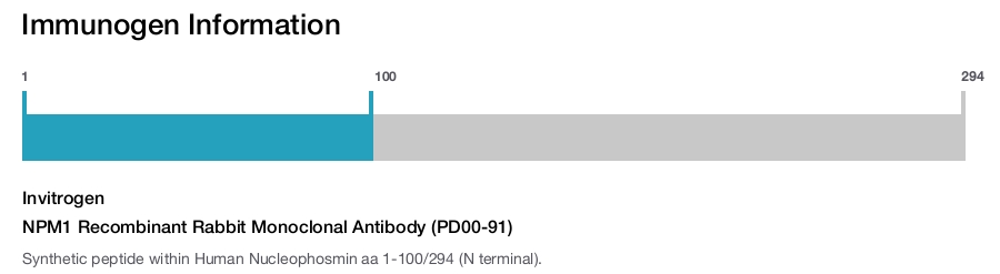NPM1 Recombinant Rabbit Monoclonal Antibody (PD00-91)