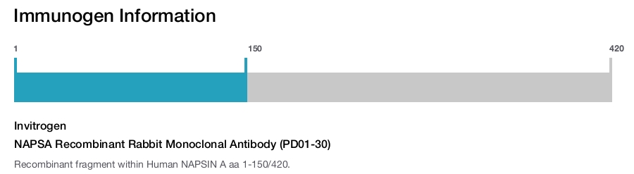 NAPSA Recombinant Rabbit Monoclonal Antibody (PD01-30)