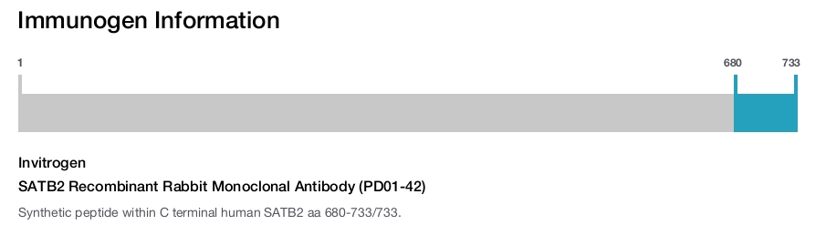 SATB2 Recombinant Rabbit Monoclonal Antibody (PD01-42)