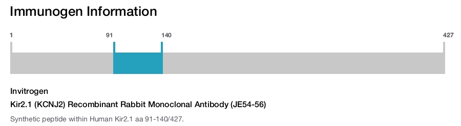 Kir2.1 (KCNJ2) Recombinant Rabbit Monoclonal Antibody (JE54-56)