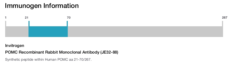 POMC Recombinant Rabbit Monoclonal Antibody (JE32-88)