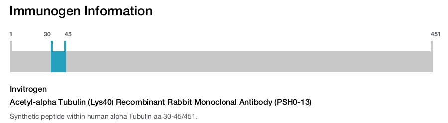 Acetyl-alpha Tubulin (Lys40) Recombinant Rabbit Monoclonal Antibody (PSH0-13)