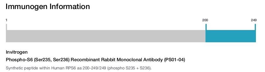 Phospho-S6 (Ser235, Ser236) Recombinant Rabbit Monoclonal Antibody (PS01-04)