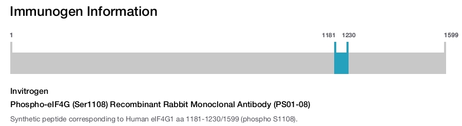 Phospho-eIF4G (Ser1108) Recombinant Rabbit Monoclonal Antibody (PS01-08)