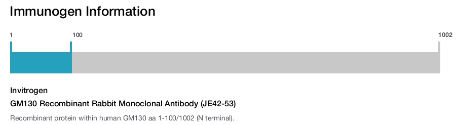 GM130 Recombinant Rabbit Monoclonal Antibody (JE42-53)