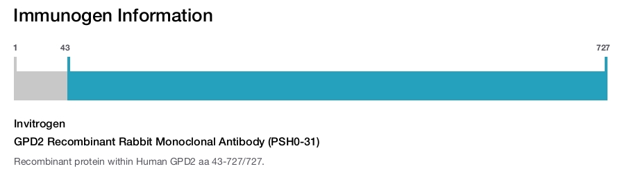 GPD2 Recombinant Rabbit Monoclonal Antibody (PSH0-31)